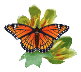 papillon noir orange