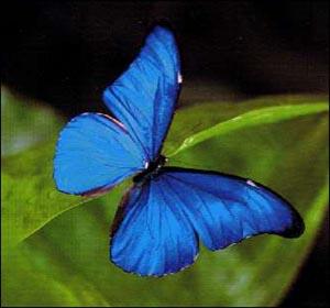 les-papillons-tropicaux-2731.jpg